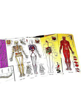 The Human Body Medical Office School Wall Display Set 4 All Pieces Separable New